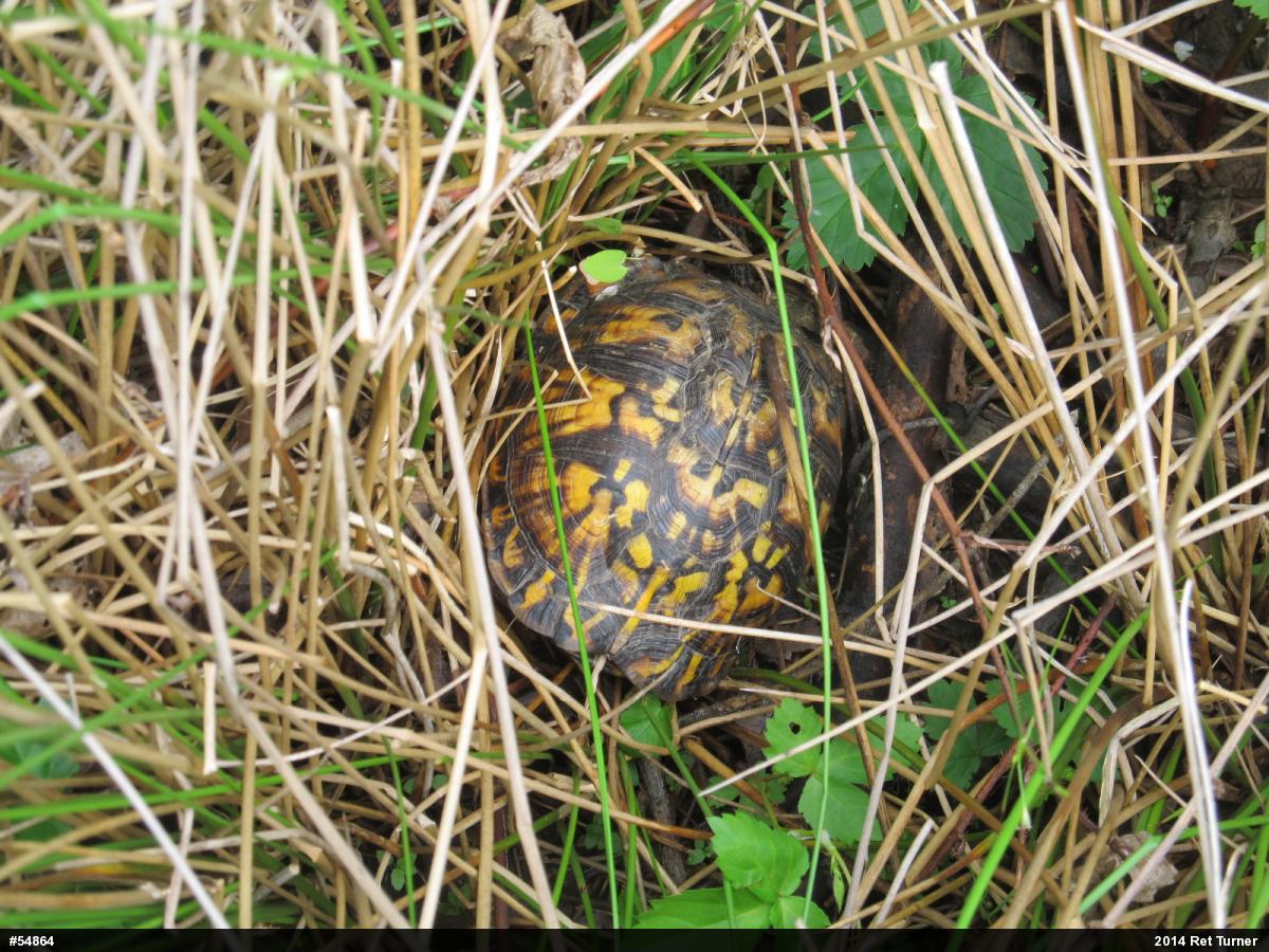Eastern Box Turtle