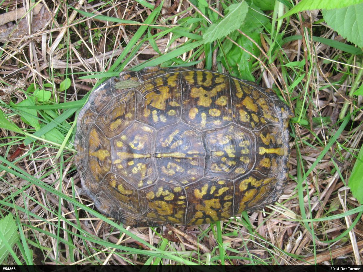 Eastern Box Turtle