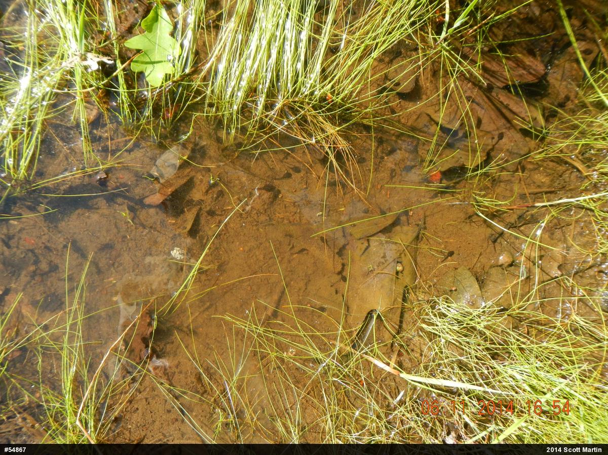 Wood Frog