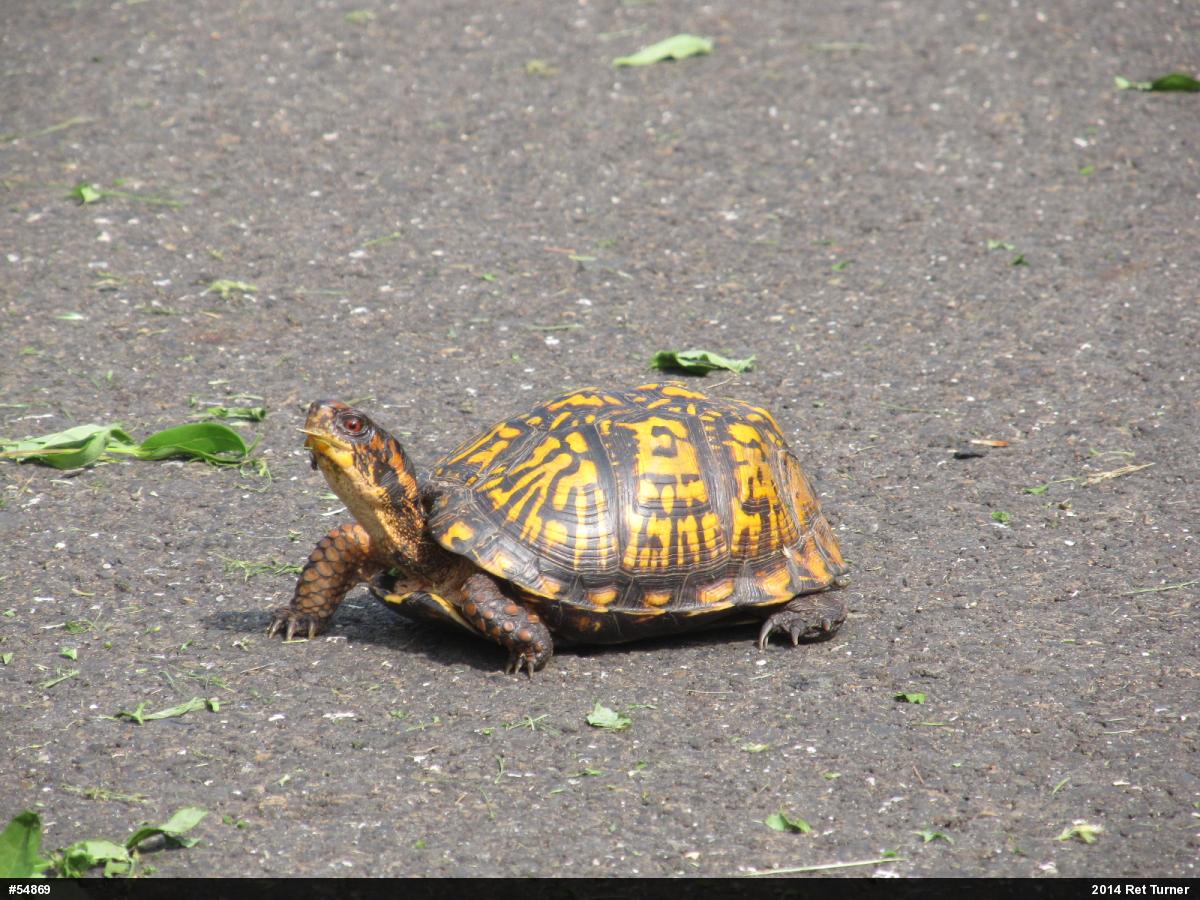 Eastern Box Turtle