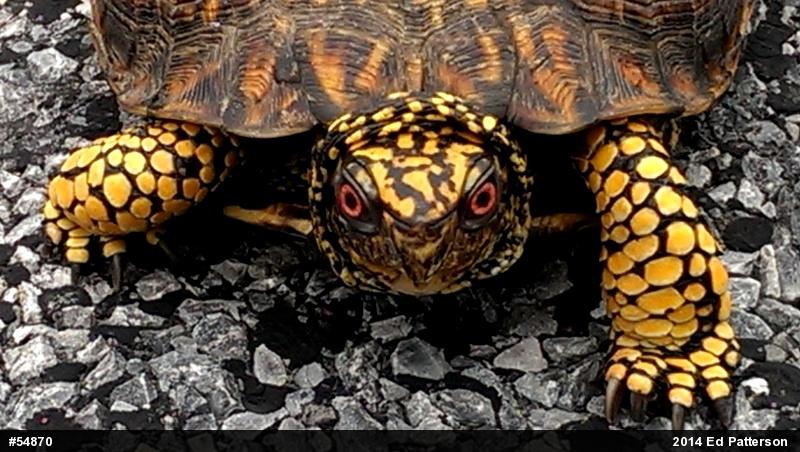 Eastern Box Turtle