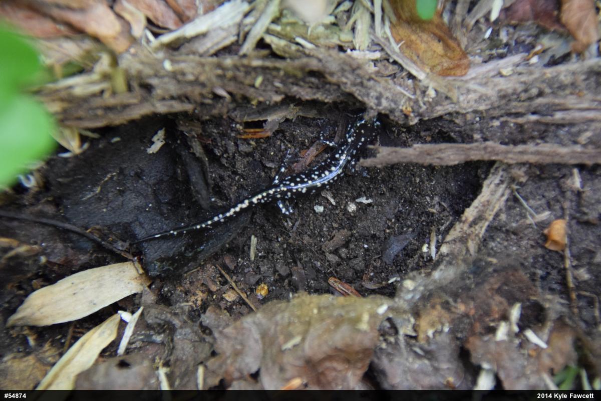 Northern Slimy Salamander