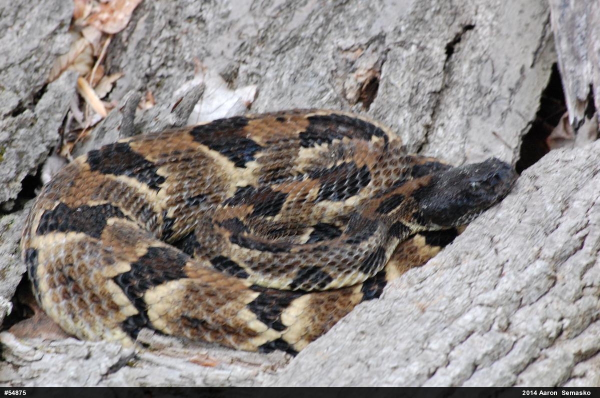 Timber Rattlesnake