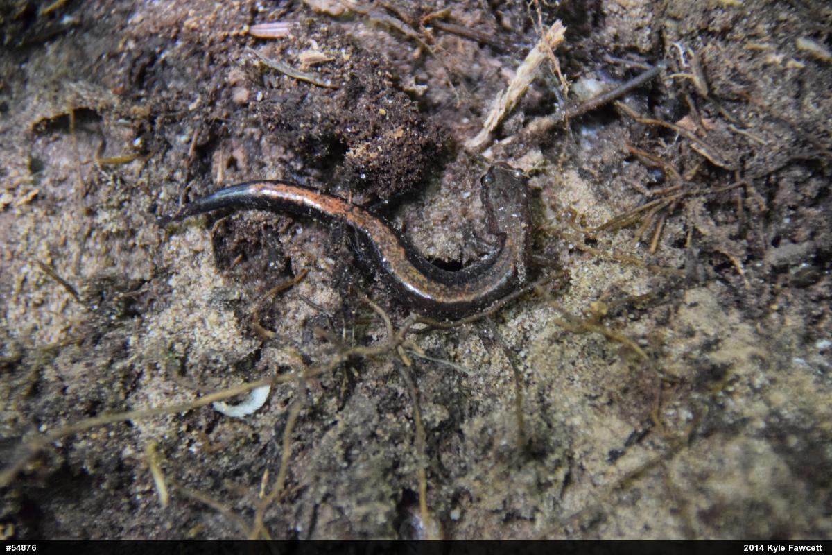 Eastern Red-backed  Salamander