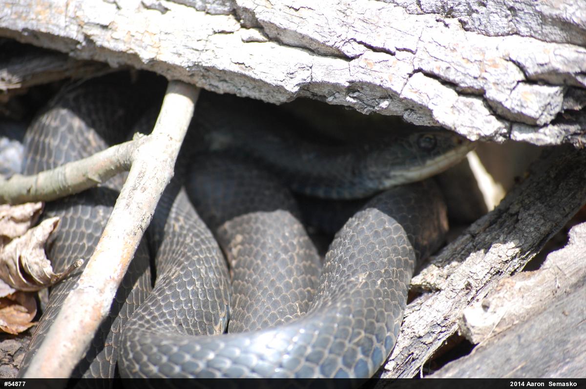 Northern Black Racer