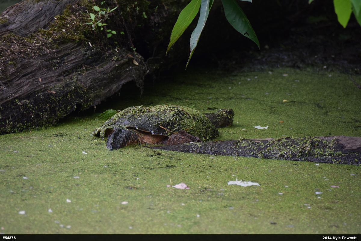 Snapping Turtle