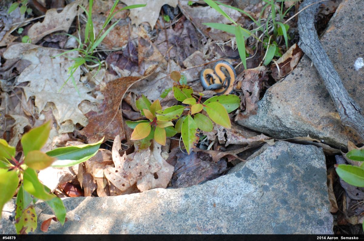Northern Ring-necked Snake