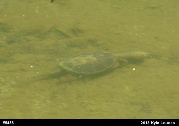 Snapping Turtle