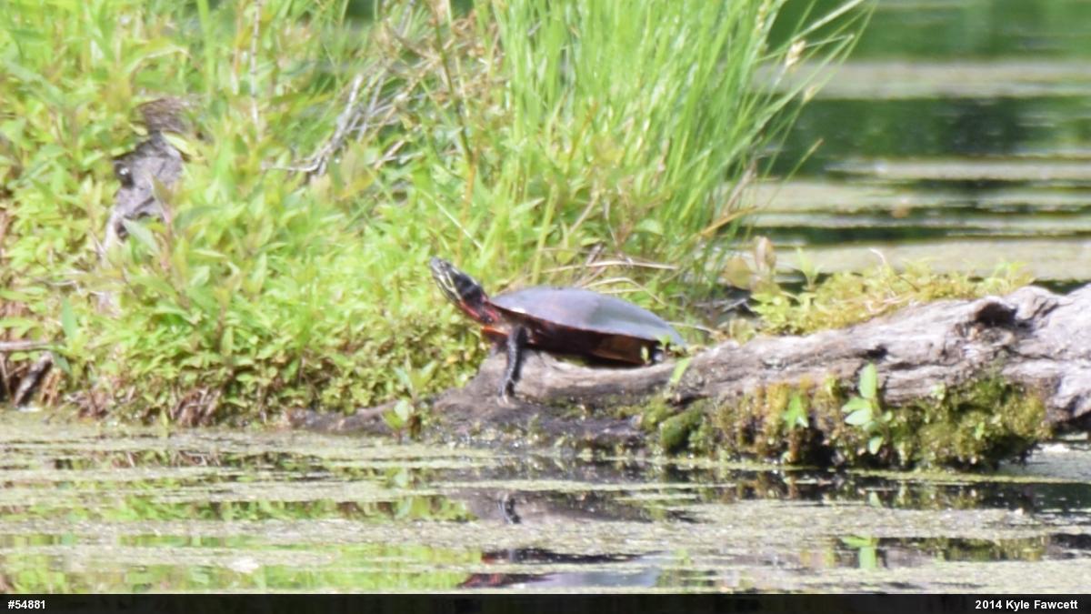 Painted Turtle