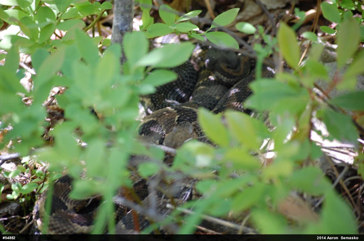 Timber Rattlesnake