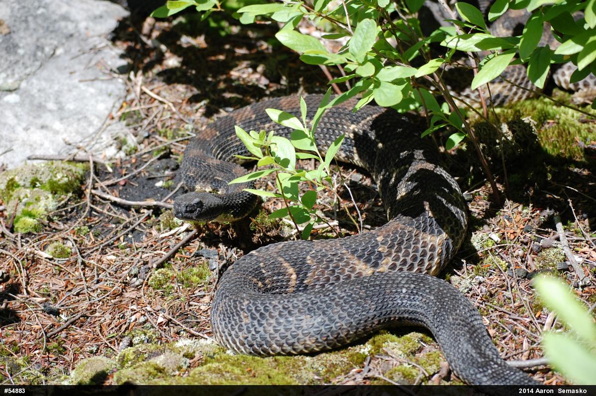 Timber Rattlesnake