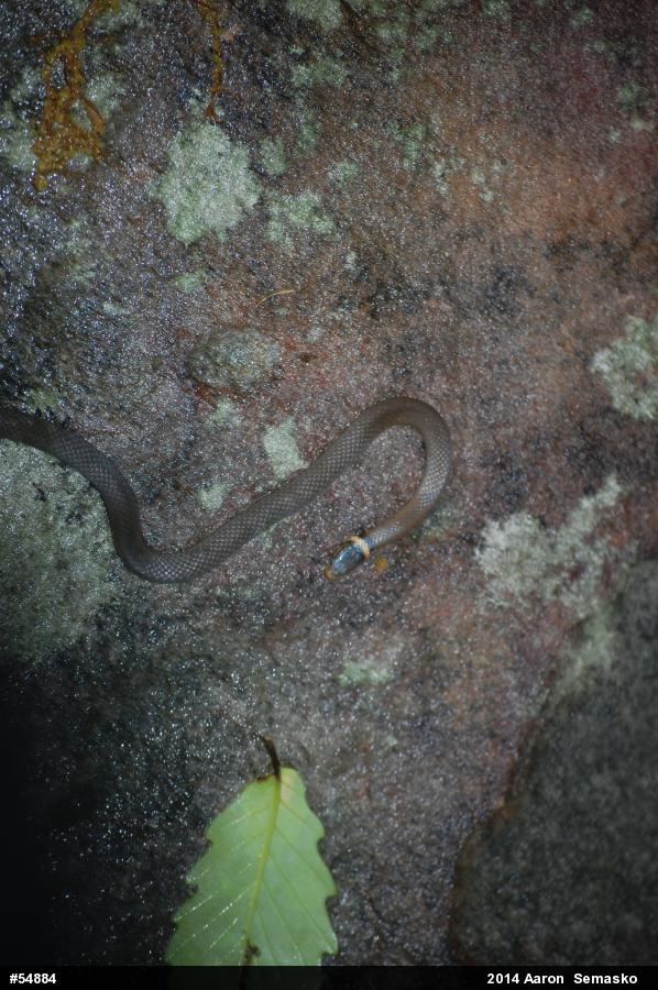 Northern Ring-necked Snake