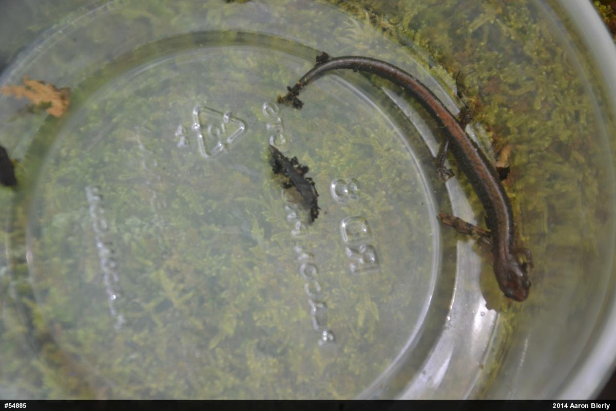 Eastern Red-backed  Salamander