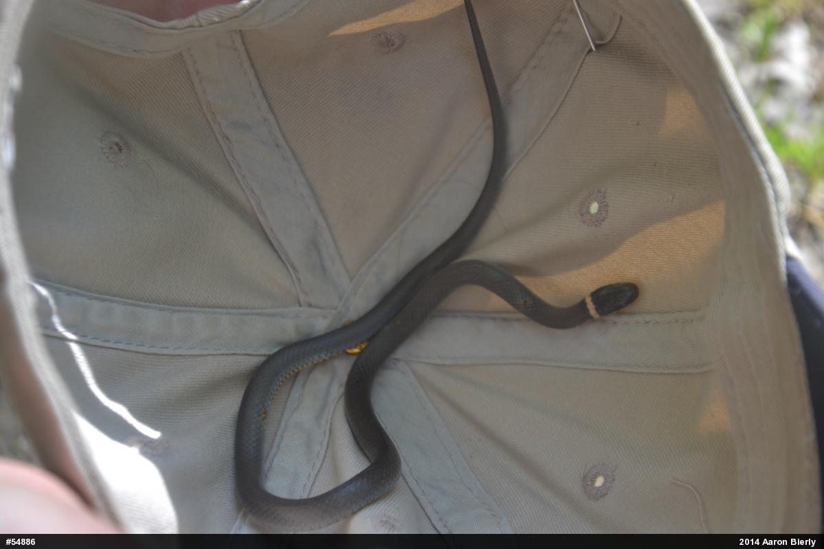 Northern Ring-necked Snake