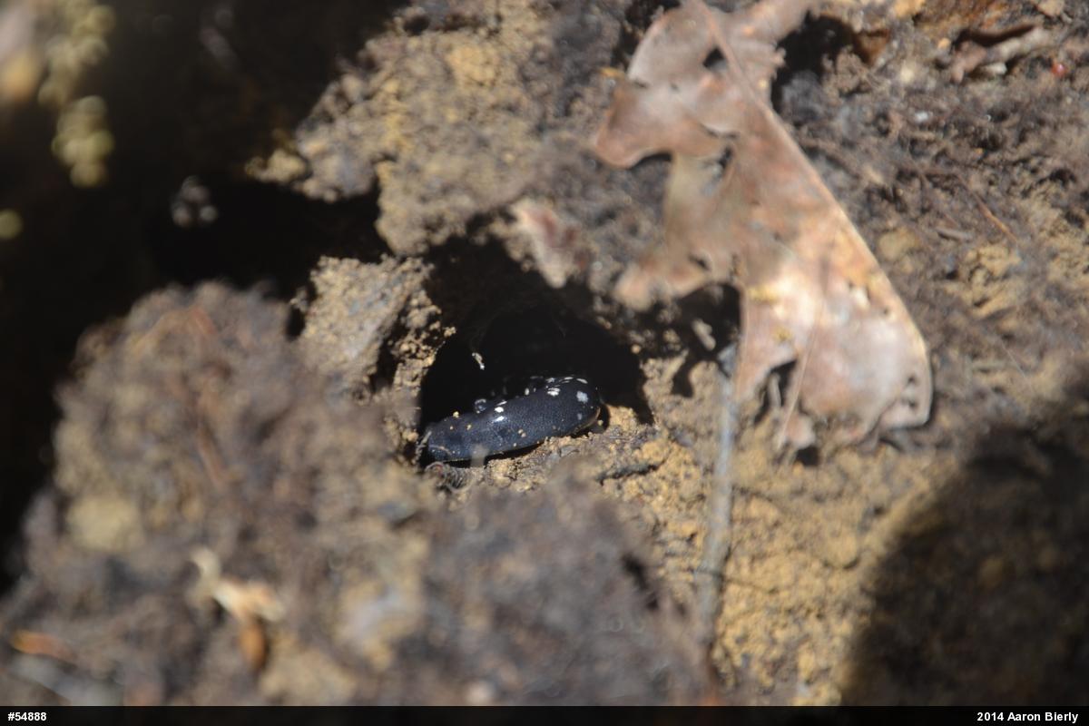 Northern Slimy Salamander