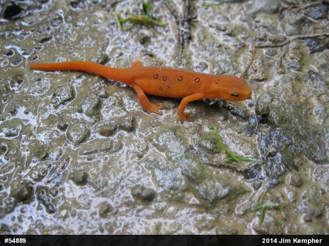 Red-spotted Newt