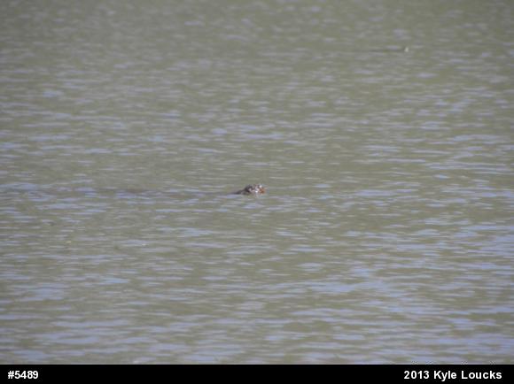 Snapping Turtle