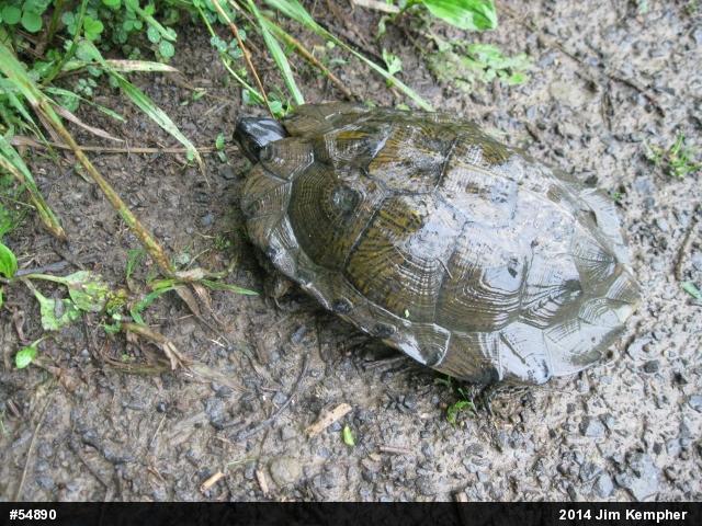 Wood Turtle