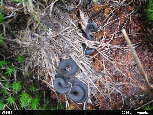 Northern Ring-necked Snake