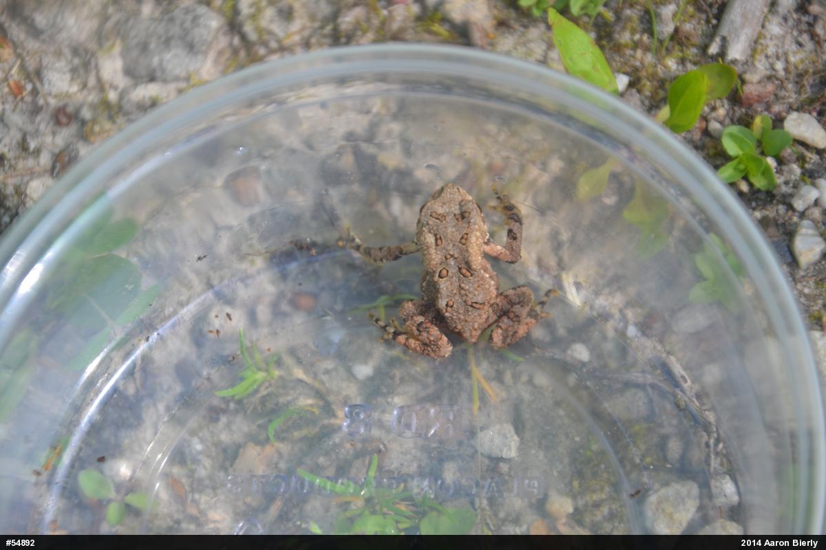 Eastern American Toad