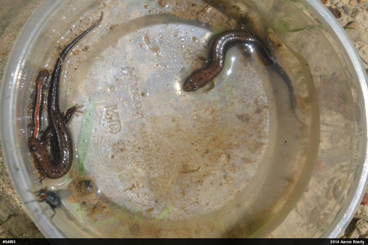 Allegheny Mountain Dusky Salamander
