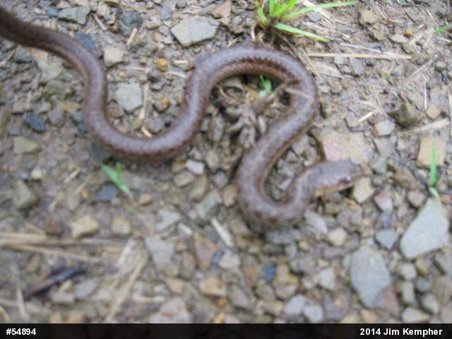 Eastern Gartersnake