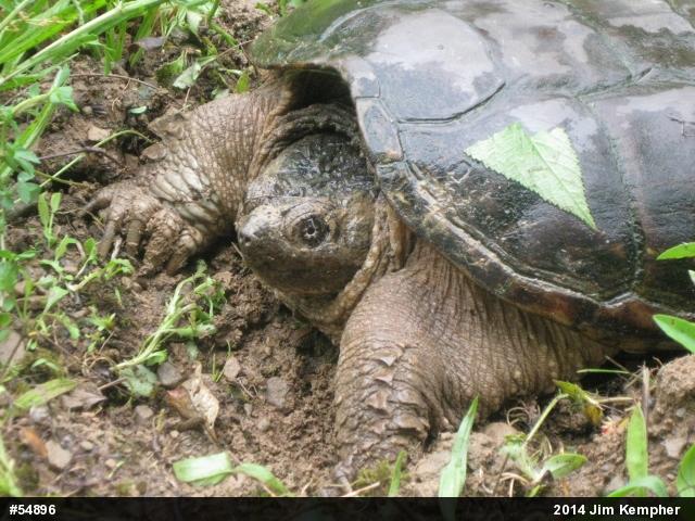 Snapping Turtle