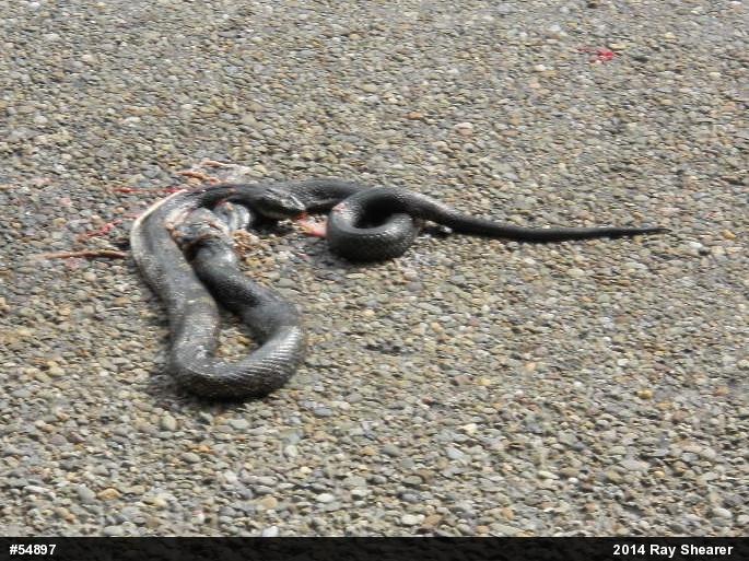 Eastern Ratsnake