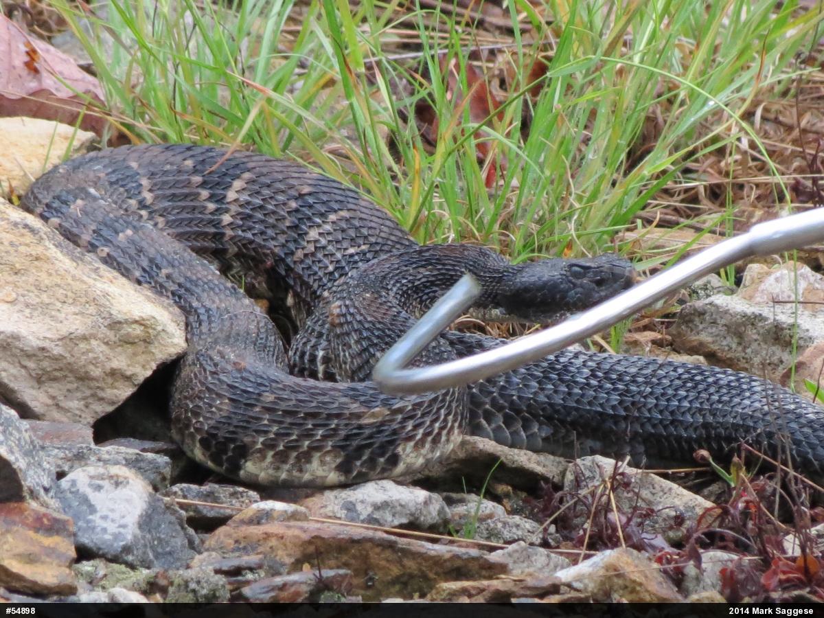 Timber Rattlesnake