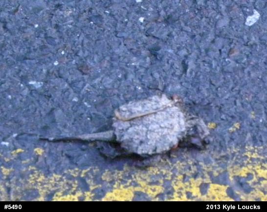Snapping Turtle
