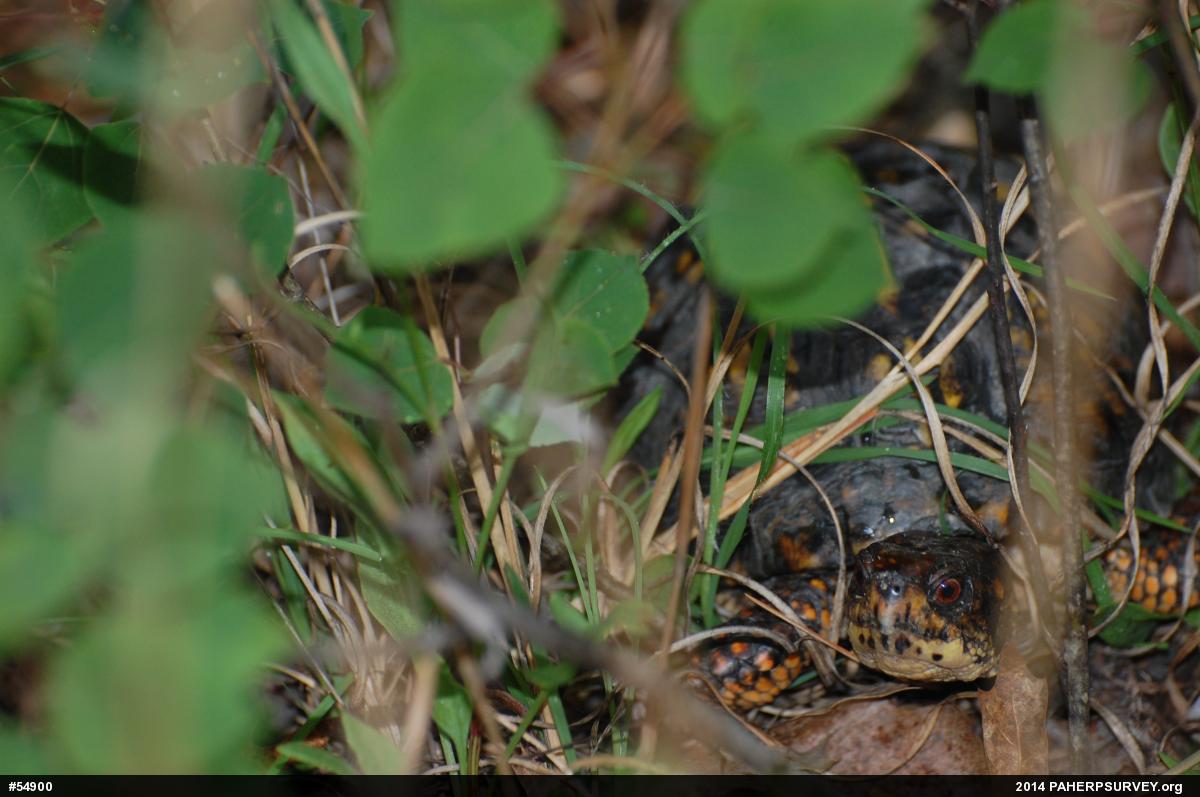 Eastern Box Turtle