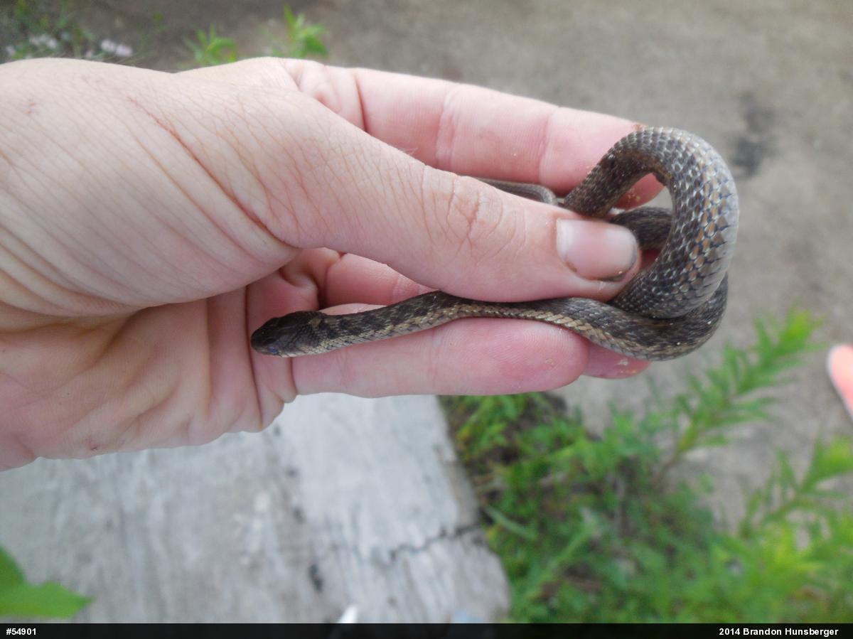 Eastern Gartersnake
