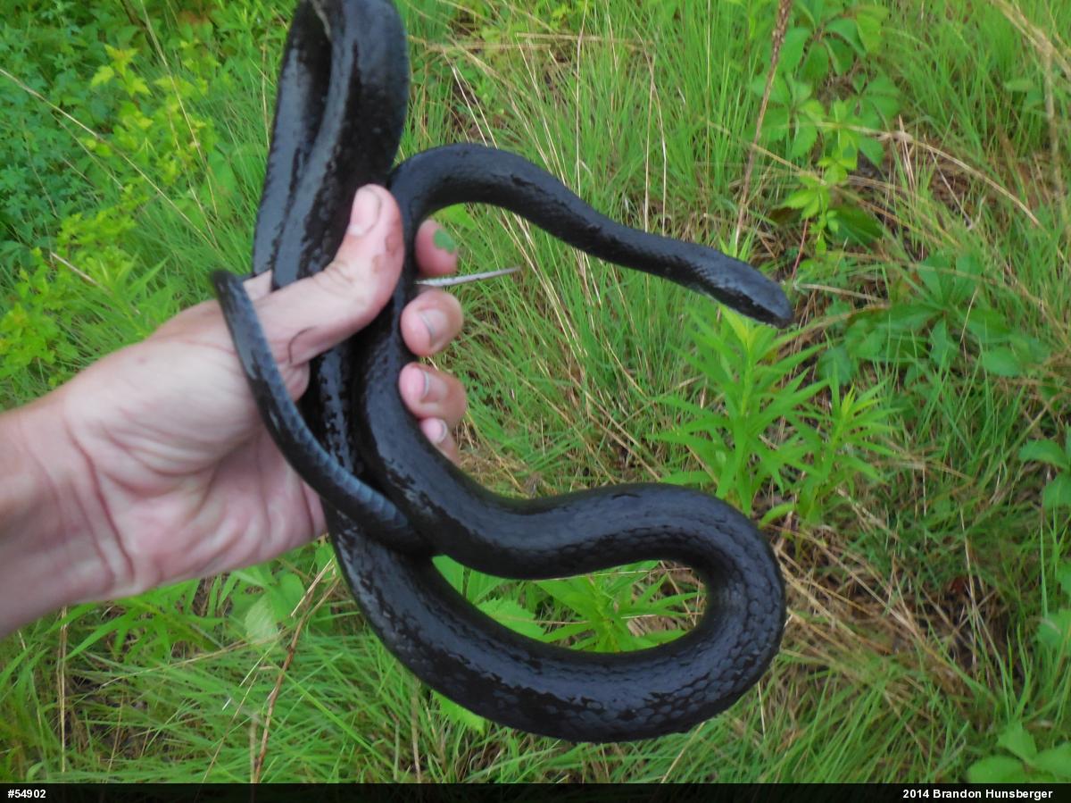 Northern Black Racer