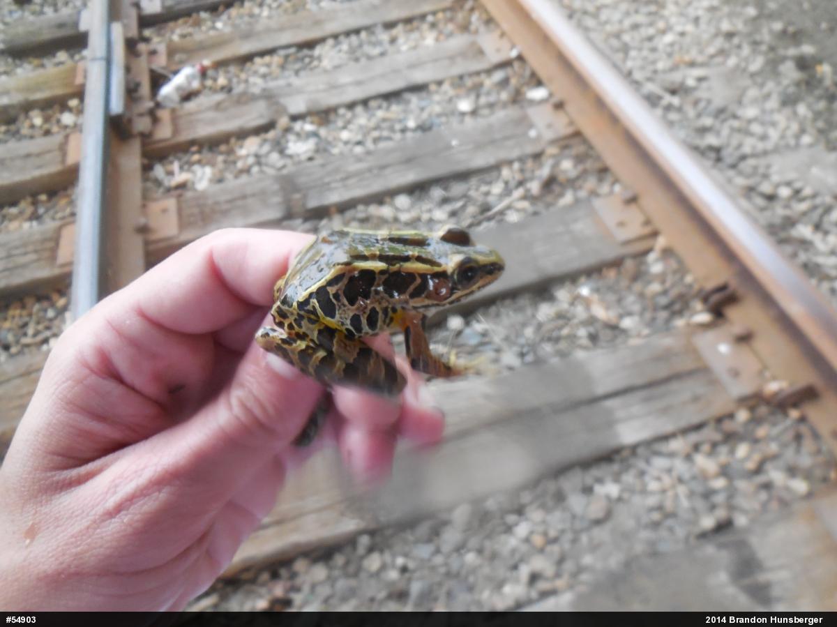Pickerel Frog