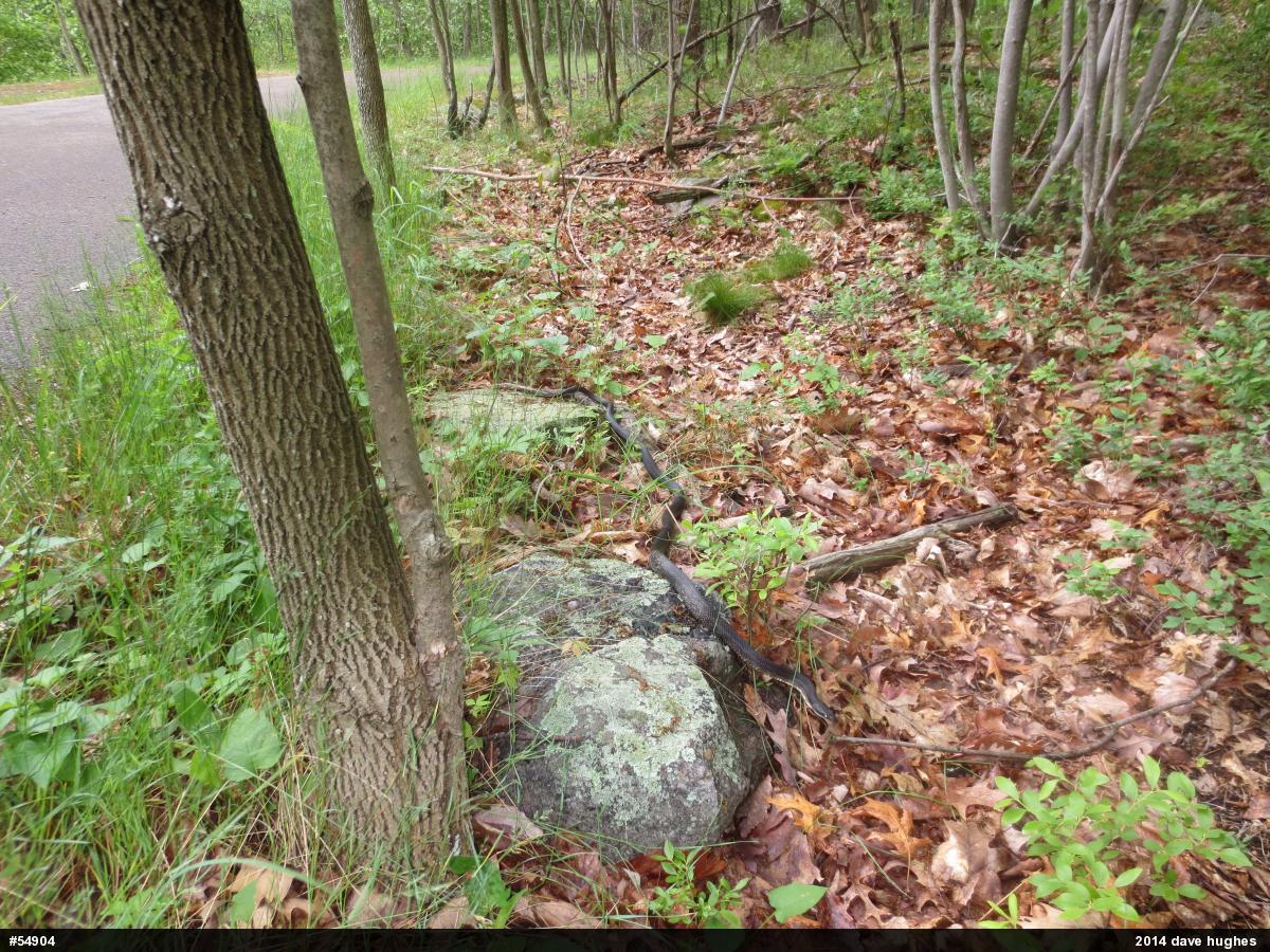 Eastern Ratsnake