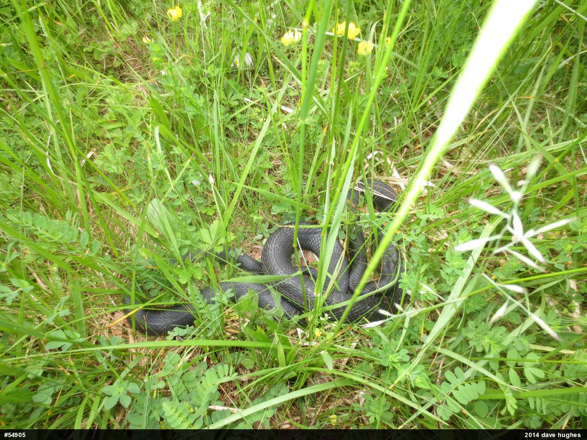 Eastern Ratsnake
