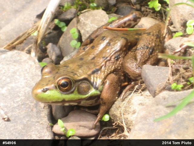 Green Frog