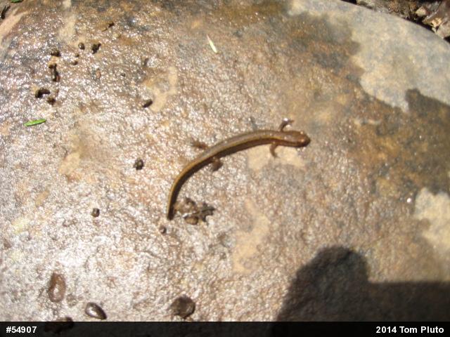Northern Two-lined Salamander