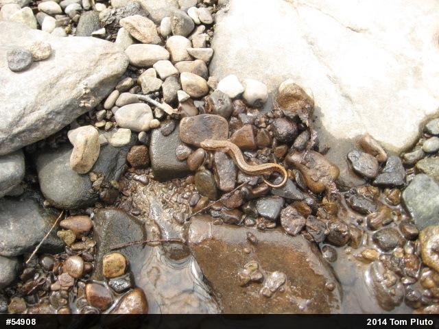 Northern Two-lined Salamander