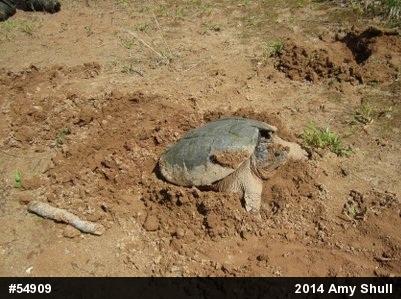 Snapping Turtle