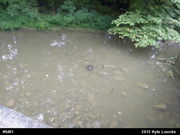 Snapping Turtle