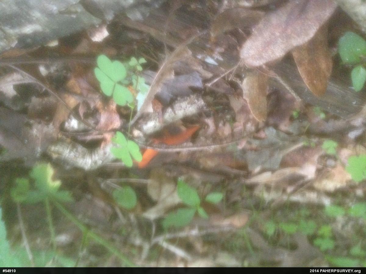 Red-spotted Newt