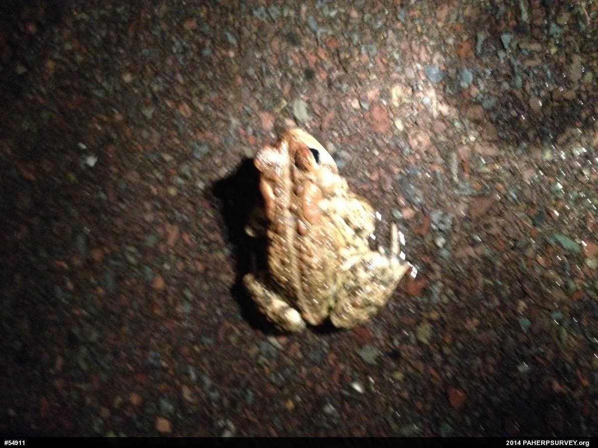 Eastern American Toad