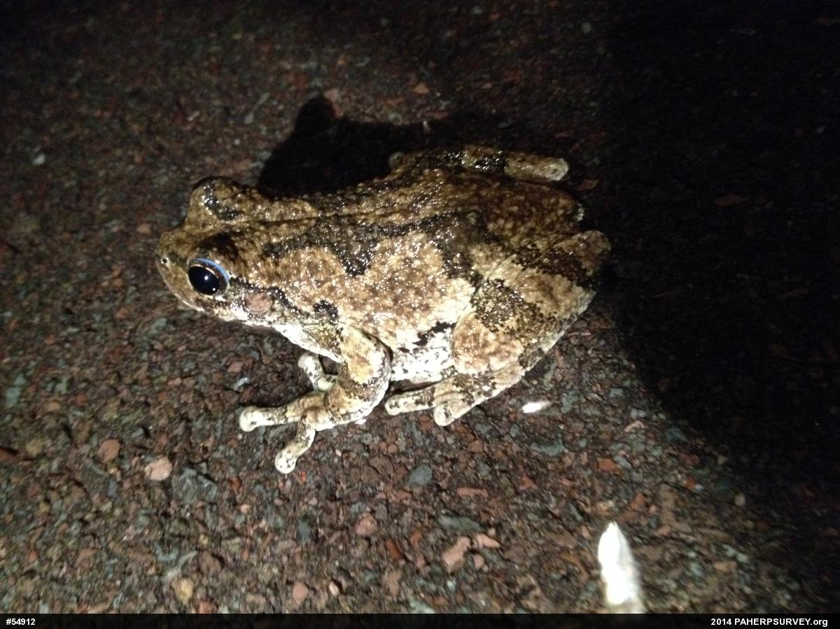 Unknown Gray Treefrog