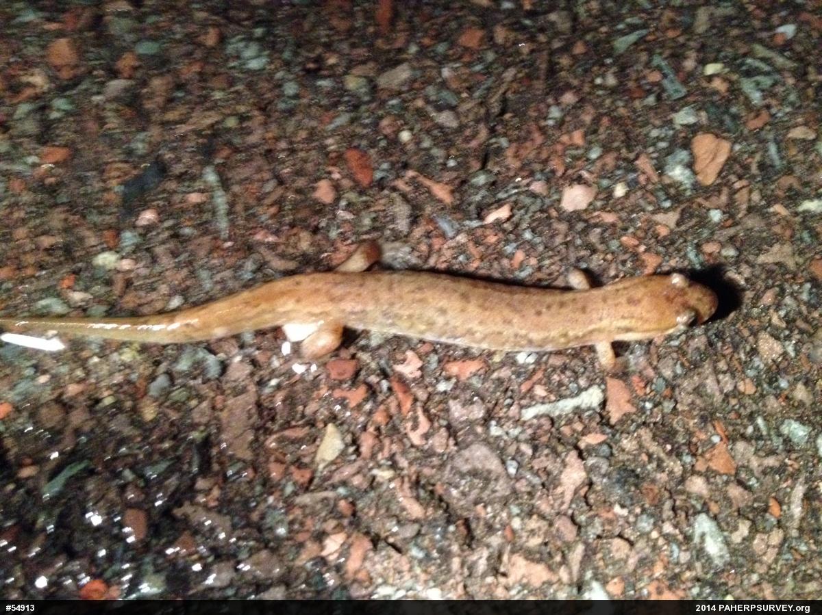 Northern Dusky Salamander