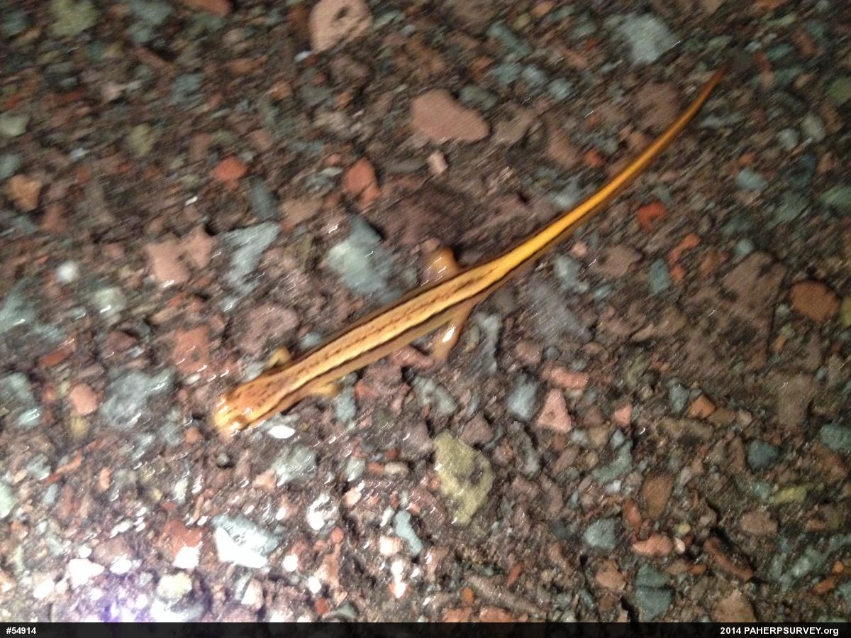 Northern Two-lined Salamander