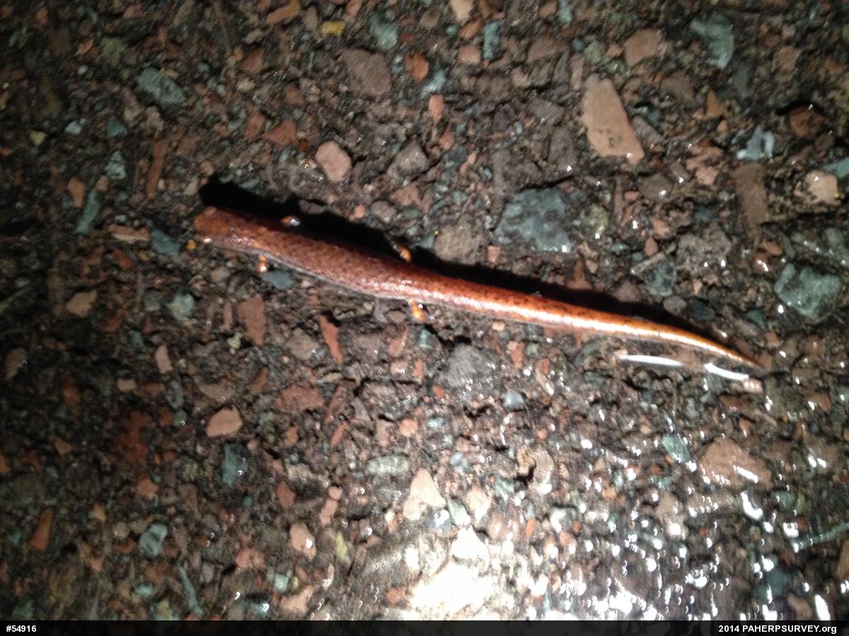 Four-toed Salamander
