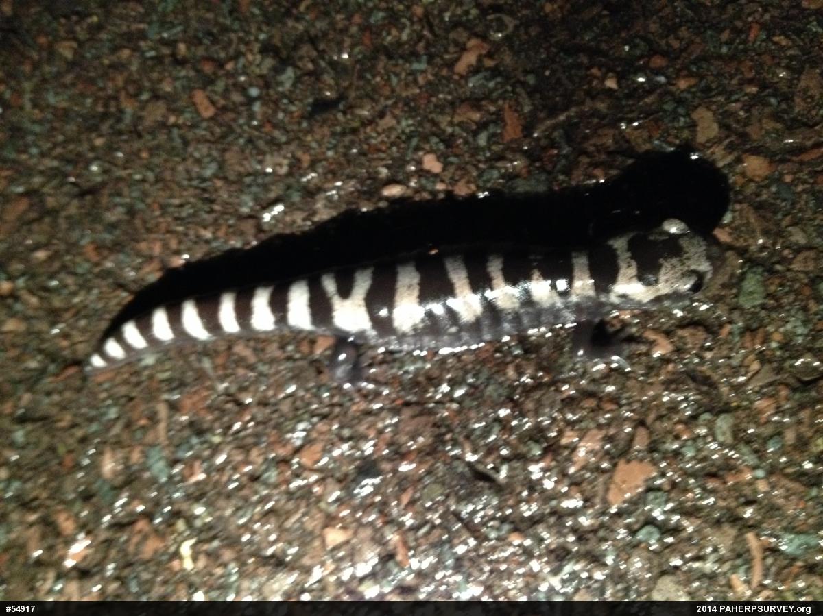Marbled Salamander