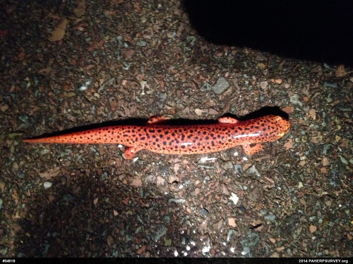 Northern Red Salamander