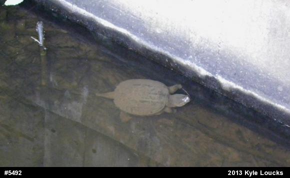 Snapping Turtle